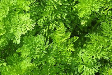 Green garden bed with fresh dill