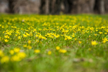 Fototapeta premium Field of spring flowers