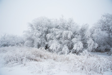 Obraz na płótnie Canvas Winter trees in the snow