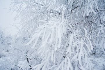 Winter trees in the snow