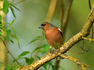 Male of the common chaffinch (Fringilla coelebs) sitting on a branch