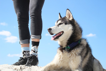 Photo of socks with husky and real husky.