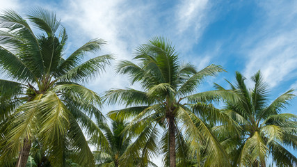 Fototapeta na wymiar coconut and blue sky nature background