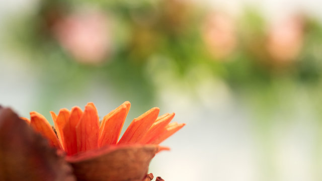 Flower Red Nature Background