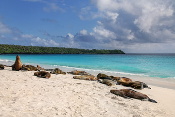 Group of Galapagos sea lions resting on sandy beach in Gardner Bay, Espanola Island, Galapagos National park, Ecuador