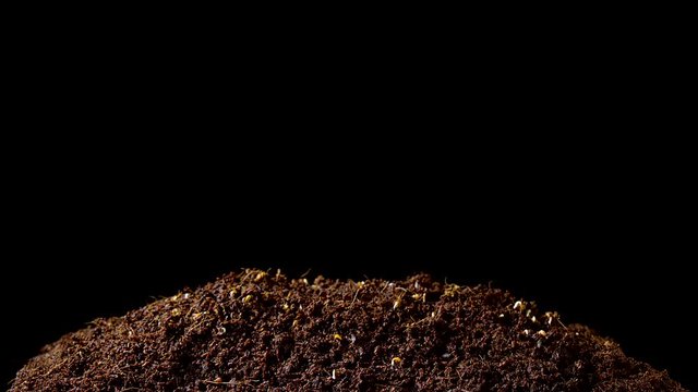 Time-lapse of Garden Cress  growth. 4k