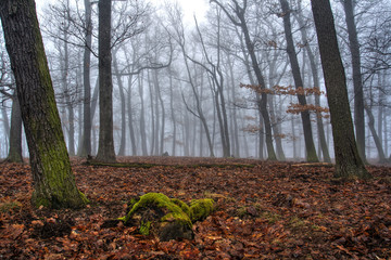Fog in the Beech Forest in Winter Time