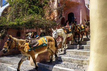 Donkey taxis in Santorini, Greece