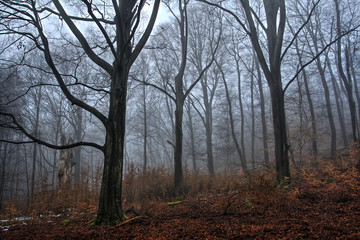 Fototapeta na wymiar Fog in the Beech Forest in Winter Time