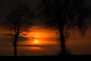 Silhouettes of Two Trees at Sunset