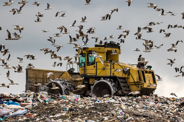 Birds looking for food mob a landfill bulldozer  © Andy