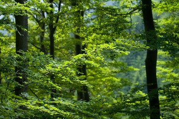 Fototapeta na wymiar Sunlight in the Green Beech Forest