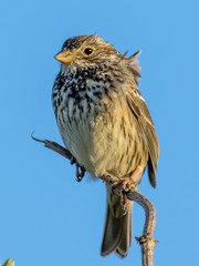 Perched on a branch