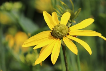 Close up of yellow flower