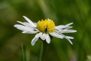 Beetle on a daisy