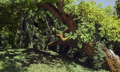 forest trees. nature green wood sunlight backgrounds