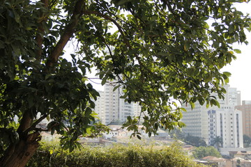 Sao Paulo City - Brazil