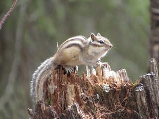 animal