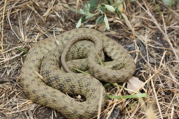 snake