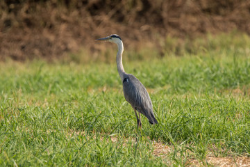 Heron  in the field - Fabulous Outdoors