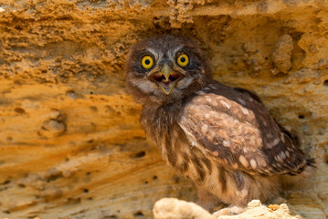 Little owl or Athene noctua on rock