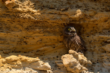 Little owl or Athene noctua on rock