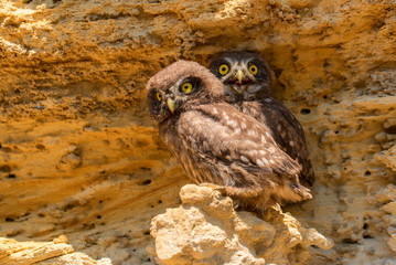 Pair of Little owls or Athene noctua on rock