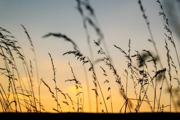 Sunset landscape with black horizon, silhouettes of tall grass, golden yellow, orange and blue sky 
