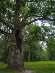 Old oak tree with hollow trunk in the Park.