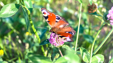 Aglais io, the European peacock butterfly, on the clover flower.