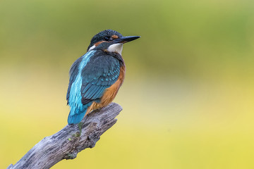 kingfisher Alcedo atthis