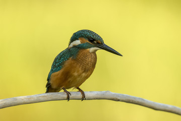 kingfisher Alcedo atthis