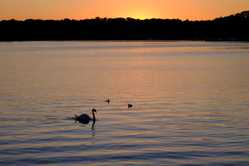 Swan on a lake at sunset