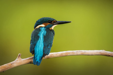 kingfisher Alcedo atthis