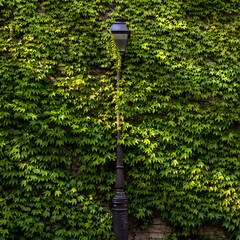 Lampadaire perdu dans la végétation et la lumière à Paris France