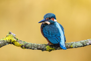 kingfisher Alcedo atthis