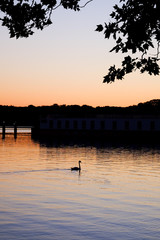 Obraz premium Swan on a lake at sunset