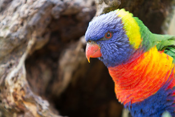 Rainbow Lorikeet 