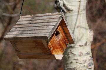 Birdhouse in Tree