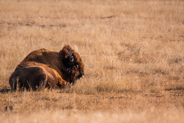 American Bison resting 