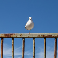 Oiseau poseur sur barrière à Fish Hoek Afrique du Sud