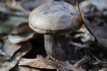 Old Mushroom