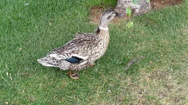 Patos na relva