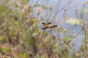 Dragonfly in nature background.