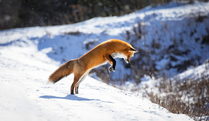 Red Fox, Canada