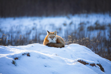 Red Fox, Canada