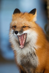 Red Fox, Canada