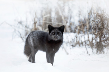 Red Fox, Canada