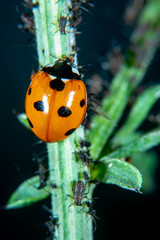 Ladybug