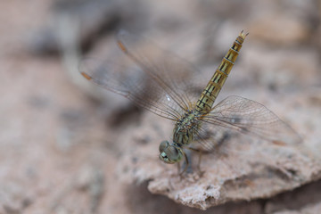 Dragonfly in nature background.
